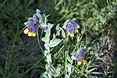 Flower of the grassland